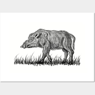 Indian Wild Pig Posters and Art